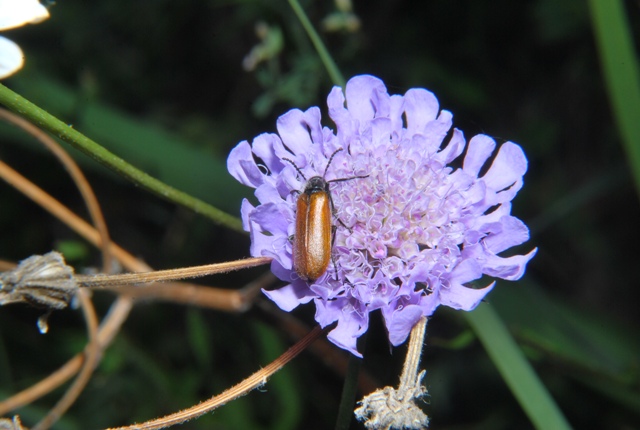 Lydus trimaculatus italicus (Meloidae)